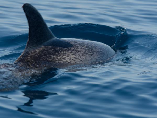 <h3><a href="/trips/grancanaria-2023/biota/animalia/chordata/mammalia/cetacea/delphinidae/stenella frontalis/stenella frontalis-nl.html">Stenella&nbsp;frontalis</a> / Atlantic&nbsp;spotted&nbsp;dolphin / Atlantische&nbsp;vlekdolfijn</h3>NIKON D500 met AF-S Nikkor 300mm f/4E PF ED VR, 1/400 sec  bij F7.1, ISO 100, afstand 7.94&nbsp;m